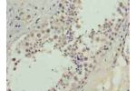 Immunohistochemistry of paraffin-embedded human testis tissue using CSB-PA822685LA01HU at dilution of 1:100