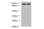 Western blot<br />
All lanes: EFHB antibody at 4ug/ml<br />
Lane 1 : HepG-2 whole cell lysate<br />
Lane 2 : PC-3 whole cell lysate<br />
Lane 3 : A549 whole cell lysate<br />
Secondary<br />
Goat polyclonal to Rabbit IgG at 1/10000 dilution<br />
Predict