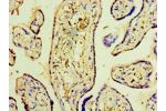 Immunohistochemistry of paraffin-embedded human placenta tissue using CSB-PA823461LA01HU at dilution 1:100
