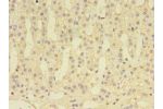Immunohistochemistry of paraffin-embedded human adrenal gland tissue using CSB-PA823472LA01HU at dilution 1:100