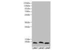 Western Blot<br />
All lanes: C4orf3 antibody at 6 ug/ml<br />
Lane 1 : 293T whole cell lysate<br />
Lane 2 : Hela whole cell lysate<br />
Lane 3 : HepG-2 whole cell lysate<br />
Secondary<br />
Goat polyclonal to rabbit IgG at 1/10000 dilution<br />
Pred