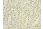 Immunohistochemistry of paraffin-embedded human adrenal gland tissue using CSB-PA823902LA01HU at dilution of 1:100