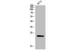 Western Blot analysis of Hela cells using FAM3D Polyclonal Antibody diluted at 1:500. Secondary antibody  was diluted at 1:20000