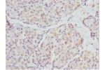 Immunohistochemistry of paraffin-embedded Human pancreatic tissue using CSB-PA835696ESR1HU at dilution 1:100