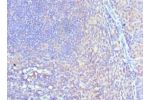 Immunohistochemistry of paraffin-embedded human tonsil using CSB-PA835890ESR1HUat dilution 1:100