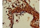 Immunohistochemistry of paraffin-embedded human testis tissue using CSB-PA836199LA01HU at dilution of 1:100