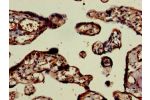 Immunohistochemistry of paraffin-embedded human placenta tissue using CSB-PA836237LA01HU at dilution of 1:100