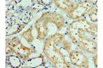 Immunohistochemistry of paraffin-embedded human kidney using CSB-PA837874ESR2HU at dilution 1:100