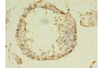Immunohistochemistry of paraffin-embedded human testis tissue using CSB-PA837876LA01HU at dilution of 1:100
