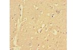 Immunohistochemistry of paraffin-embedded human brain tissue using CSB-PA839323LA01HU at dilution of 1:100