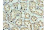 Immunohistochemistry of paraffin-embedded human kidney using CSB-PA839329HA01HU at dilution 1:100