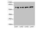 Western blot<br />
All lanes: CFAP52 antibody at 4ug/ml<br />
Lane 1 : HepG-2 whole cell lysate<br />
Lane 2 : K562 whole cell lysate<br />
Lane 3 : U937 whole cell lysate<br />
Lane 4 : A549 whole cell lysate<br />
Secondary<br />
Goat polyclonal to Rabb
