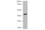 Western blot<br />
All lanes: ELMOD1antibody at 0.7ug/ml+ Mouse kidney tissue<br />
Goat polyclonal to rabbit at 1/10000 dilution<br />
Predicted band size: 40,23,39 kDa<br />
Observed band size: 39 kDa<br />