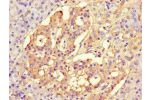 Immunohistochemistry of paraffin-embedded human pancreatic tissue using CSB-PA839803LA01HU at dilution of 1:100