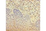 Immunohistochemistry of paraffin-embedded human tonsil tissue using CSB-PA841219LA01HU at dilution 1:100