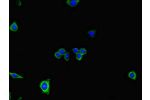 Immunofluorescent analysis of HepG2 cells using CSB-PA841220LA01HU at a dilution of 1:100 and Alexa Fluor 488-congugated AffiniPure Goat Anti-Rabbit IgG(H+L)