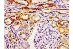 Immunohistochemistry of paraffin-embedded human kidney tissue using CSB-PA842164LA01HU at dilution of 1:100