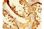 Immunohistochemistry of paraffin-embedded human testis tissue using CSB-PA842675LA01HU at dilution of 1:100
