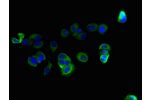 Immunofluorescent analysis of MCF-7 cells using CSB-PA843145LA01HU at a dilution of 1:100 and Alexa Fluor 488-congugated AffiniPure Goat Anti-Rabbit IgG(H+L)