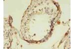 Immunohistochemistry of paraffin-embedded human testis tissue using CSB-PA843276LA01HU at dilution of 1:100