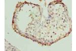 Immunohistochemistry of paraffin-embedded human testis tissue using CSB-PA843306LA01HU at dilution of 1:100