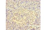 Immunohistochemistry of paraffin-embedded human pancreatic tissue using CSB-PA843316LA01HU at dilution of 1:100