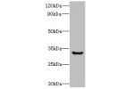 Western blot<br />
All lanes: CLEC1A antibody at 6ug/ml+ Mouse thymus tissue<br />
Goat polyclonal to rabbit at 1/10000 dilution<br />
Predicted band size: 32 kDa<br />
Observed band size: 32 kDa<br />