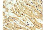 IHC image of CSB-PA843333LA01HU diluted at 1:200 and staining in paraffin-embedded human heart tissue performed on a Leica BondTM system. After dewaxing and hydration, antigen retrieval was mediated by high pressure in a citrate buffer (pH 6.0). Section w