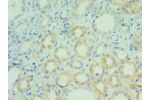 Immunohistochemistry of paraffin-embedded human kidney using CSB-PA845147DSR2HU at dilution 1:100