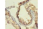 Immunohistochemistry of paraffin-embedded human testis tissue using CSB-PA846107LA01HU at dilution 1:100