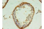 Immunohistochemistry of paraffin-embedded human testis tissue using CSB-PA846622LA01HU at dilution of 1:100