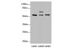 Western blot<br />
All lanes:ERO1L antibody at 2.01ug/ml<br />
Lane 1