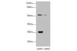 Western blot<br />
All lanes:ERO1L antibody at 1.25ug/ml<br />
Lane 1