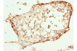 Immunohistochemistry of paraffin-embedded human testis tissue using CSB-PA846641ESR1HU at dilution 1:100