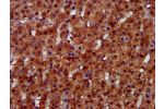 IHC image of CSB-PA847604LA01HU diluted at 1:300 and staining in paraffin-embedded human adrenal gland tissue performed on a Leica BondTM system. After dewaxing and hydration, antigen retrieval was mediated by high pressure in a citrate buffer (pH 6.0). S