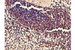Immunohistochemistry of paraffin-embedded human spleen tissue using CSB-PA847630LA01HU at dilution of 1:100