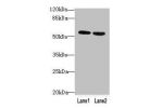 Western blot<br />
All lanes: BTN2A2 antibody at 10ug/ml<br />
Lane 1 : MCF7 whole cell lysate<br />
Lane 2 : NIH/3T3 whole cell lysate<br />
Secondary<br />
Goat polyclonal to Rabbit IgG at 1/10000 dilution<br />
Predicted band size: 60,38,29,46,36 kDa<b