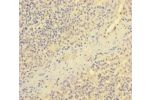 Immunohistochemistry of paraffin-embedded human tonsil tissue using CSB-PA850258LA01HU at dilution 1:100