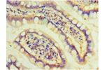 Immunohistochemistry of paraffin-embedded human small intestine using CSB-PA850835LA01HU at dilution 1:100