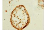 Immunohistochemistry of paraffin-embedded human testis tissue using CSB-PA850915LA01HU at dilution of 1:100
