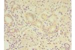 Immunohistochemistry of paraffin-embedded human pancreatic tissue using CSB-PA851535LA01HU at dilution of 1:100