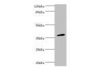 Western blot<br />
All lanes:CD200R1 antibody at 4ug/ml+mouse lung tissue<br />
Secondary<br />
Goat polyclonal to rabbit at 1/10000 dilution<br />
Predicted band size: 37,22,19,40 kDa<br />
Observed band size: 37 kDa<br />