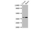 Western Blot<br />
Positive WB detected in:Rat liver tissue,Rat heart tissue<br />
All lanes:ACMSD antibody at 4