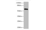 Western blot<br />
All lanes: FAM222B antibody at 2ug/ml+Mouse liver tissue<br />
Goat polyclonal to rabbit at 1/10000 dilution<br />
Predicted band size: 60 kDa<br />
Observed band size: 60 kDa<br />