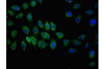 Immunofluorescent analysis of A549 cells using CSB-PA852918LA01HU at a dilution of 1:100 and Alexa Fluor 488-congugated AffiniPure Goat Anti-Rabbit IgG(H+L)