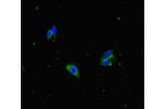 Immunofluorescent analysis of Hela cells using CSB-PA853390LA01HU at a dilution of 1:100 and Alexa Fluor 488-congugated AffiniPure Goat Anti-Rabbit IgG(H+L)
