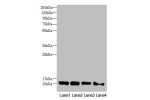 Western blot<br />
All lanes:DNAJC19 antibody at 0.96 ug/ml<br />
Lane 1 : Mouse kidney tissue<br />
Lane 2 : A549 whole cell lysate<br />
Lane 3 : HL60 whole cell lysate<br />
Lane 4 : Hela whole cell lysate<br />
Secondary<br />
Goat polyclonal to rabbi