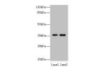 Western blot<br />
All lanes: EEF2KMT antibody at 6ug/ml<br />
Lane 1 : Hela whole cell lysate<br />
Lane 2 : 293T whole cell lysate<br />
Secondary<br />
Goat polyclonal to Rabbit IgG at 1/10000 dilution<br />
Predicted band size: 37,34 kDa<br />
Observe