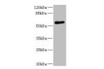 Western blot<br />
All lanes: FCRL2antibody IgG at 1.78ug/ml+ 293T whole cell lysate<br />
Secondary<br />
Goat polyclonal to rabbit IgG at 1/10000 dilution<br />
Predicted band size: 56,28,21,16,23 kDa<br />
Observed band size: 56 kDa<br />