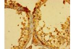 Immunohistochemistry of paraffin-embedded human testis tissue using CSB-PA854052LA01HU at dilution of 1:100